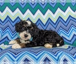 Small Photo #4 Miniature Bernedoodle Puppy For Sale in OXFORD, PA, USA