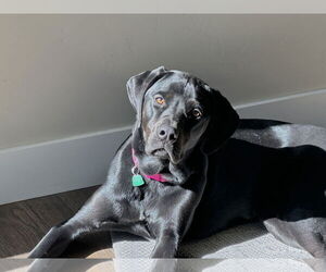 Labrador Retriever-Unknown Mix Dogs for adoption in Sandy, UT, USA