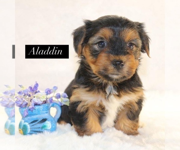 Medium Photo #2 Yorkshire Terrier Puppy For Sale in HILLSBORO, TX, USA