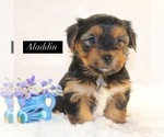 Small #1 Yorkshire Terrier