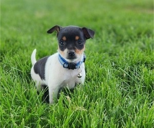 Rat Terrier Puppy for sale in MILFORD, IN, USA