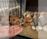 Small #3 Basenji