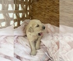 Small #23 Golden Retriever