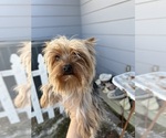 Small Photo #1 Yorkshire Terrier Puppy For Sale in GILBERT, AZ, USA