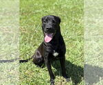 Small #1 Labrador Retriever Mix
