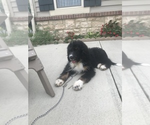 Bernedoodle Puppy for sale in WASHINGTN C H, OH, USA