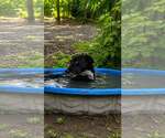 Small Photo #5 Labrador Retriever-Unknown Mix Puppy For Sale in Oakhurst, NJ, USA
