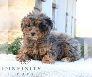 Poodle (Miniature) Puppy for sale in NARVON, PA, USA