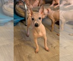 Small American Hairless Terrier