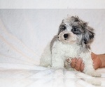 Small #19 ShihPoo