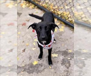 Labrador Retriever-Unknown Mix Dogs for adoption in Tulsa, OK, USA