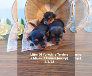 Yorkshire Terrier Puppy for Sale in SHIPSHEWANA, Indiana USA