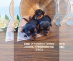 Small Photo #1 Yorkshire Terrier Puppy For Sale in SHIPSHEWANA, IN, USA