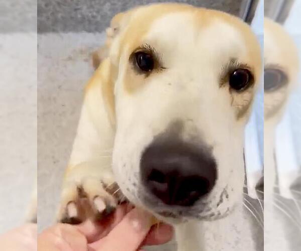 Medium Photo #2 Carolina Dog-Unknown Mix Puppy For Sale in Houston, TX, USA