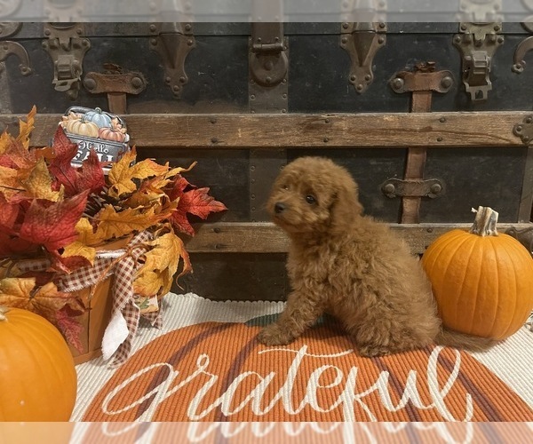 Medium Photo #4 Cavapoo Puppy For Sale in FULTON, KS, USA