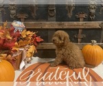 Small #3 Cavapoo