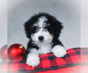 Bernedoodle-Poodle (Miniature) Mix Puppy for sale in DALTON, OH, USA