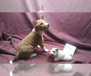 Basenji Puppy for sale in PASADENA, TX, USA