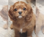 Small Photo #7 Cavalier King Charles Spaniel Puppy For Sale in PORT ORCHARD, WA, USA
