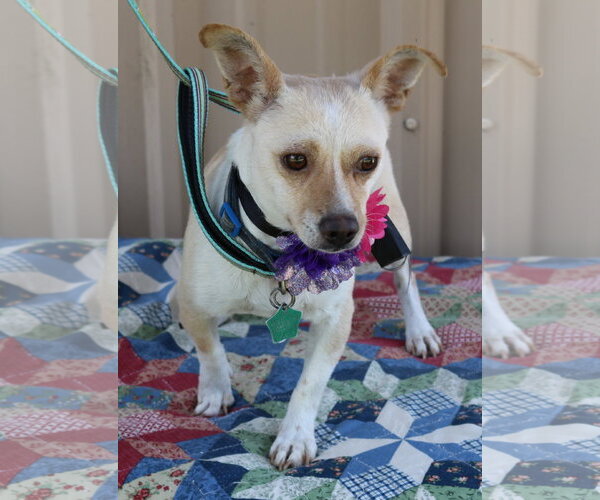 Medium Photo #3 Chihuahua Puppy For Sale in Bandera, TX, USA