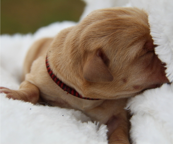 Medium Photo #18 Labrador Retriever Puppy For Sale in HYDE PARK, VT, USA
