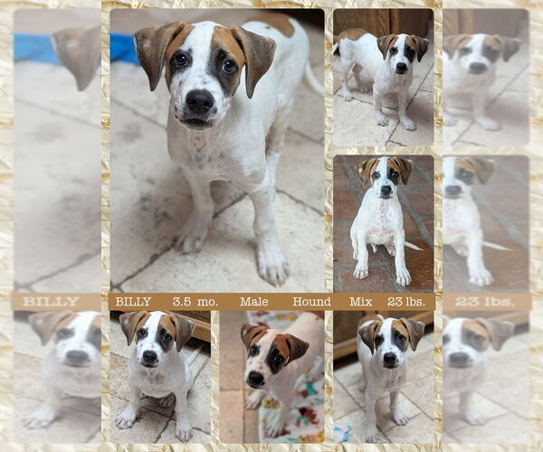 Medium Photo #2 Mutt Puppy For Sale in Mesa, AZ, USA