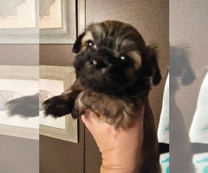 ShihPoo Puppy for sale in NEW WAVERLY, TX, USA