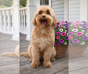 Father of the Golden Cavadoodle puppies born on 09/04/2026
