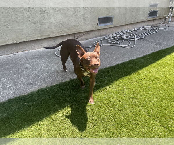 Medium Photo #4 American French Bull Terrier Puppy For Sale in Berkeley, CA, USA