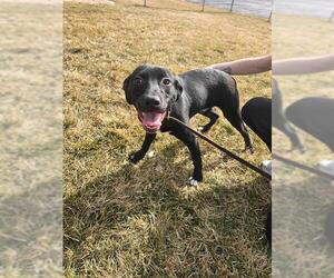 Labrador Retriever Dogs for adoption in Ogden, UT, USA