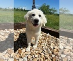 Small Photo #5 Great Pyrenees Puppy For Sale in LOCKHART, TX, USA