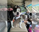 Small Photo #1 Boston Terrier Puppy For Sale in VALDOSTA, GA, USA