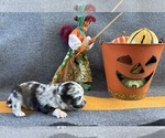 AKC Lamborghini - Male Chihuahua Puppy for Sale - Photo #3