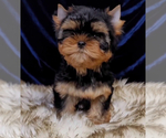 Small #4 Yorkshire Terrier