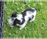 Small Photo #8 Schnauzer (Miniature) Puppy For Sale in ELGIN, IA, USA