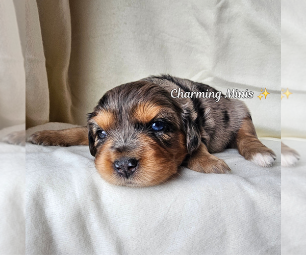 Medium Photo #3 Miniature Australian Shepherd Puppy For Sale in GILBERT, AZ, USA
