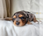 Small #1 Miniature Australian Shepherd