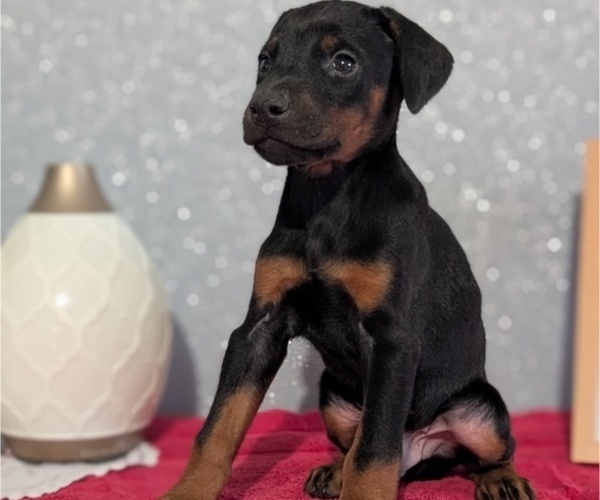 Medium Photo #4 Doberman Pinscher Puppy For Sale in GOSHEN, IN, USA