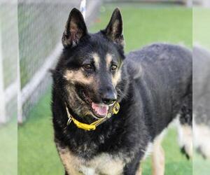 German Shepherd Dog Dogs for adoption in Camarillo, CA, USA