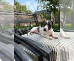 Small #1 Australian Shepherd Mix