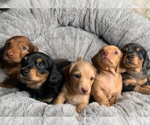 Dachshund Puppy for sale in Vancouver, British Columbia, Canada