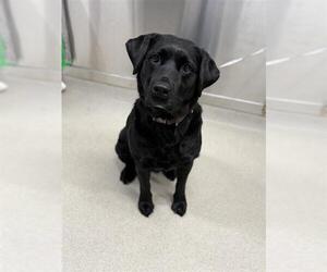 Labrador Retriever Dogs for adoption in Fairbanks, AK, USA