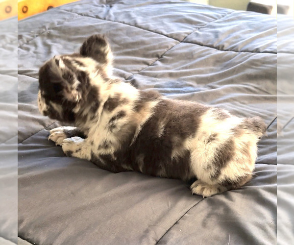 Medium Photo #10 French Bulldog Puppy For Sale in PALMDALE, CA, USA