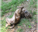 Small #2 Labrador Retriever-Mountain Cur Mix