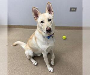 Shepradors Dogs for adoption in Aurora, CO, USA