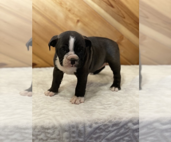 Medium Photo #2 English Bulldog Puppy For Sale in ORRVILLE, OH, USA
