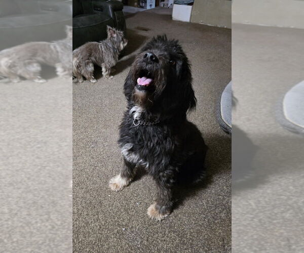 Medium Photo #2 Labrador Retriever-Unknown Mix Puppy For Sale in Aurora, IN, USA