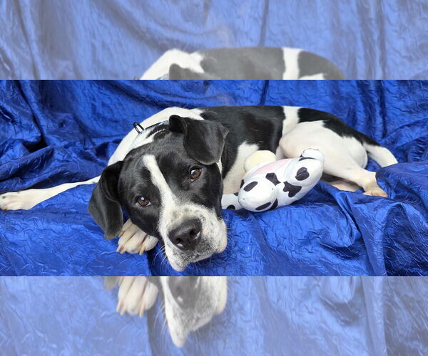 Medium Photo #2 Retriever -Unknown Mix Puppy For Sale in Cuba, NY, USA