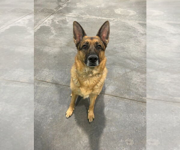 Medium Photo #6 German Shepherd Dog Puppy For Sale in Salt Lake City, UT, USA