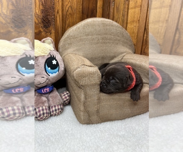 Medium Photo #8 Labrador Retriever Puppy For Sale in NEOLA, WV, USA